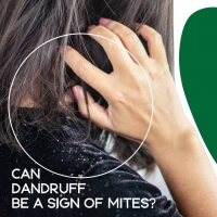 Demodex and Itchy Scalp