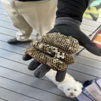 Pest Control Service in Melbourne