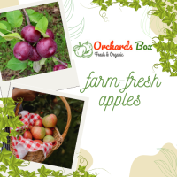 Shop Fresh Apple Fruits Online from Orchards Box
