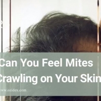 Can you feel mites crawling on your skin?