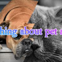 about domestic animal